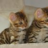 gatto Bengala
