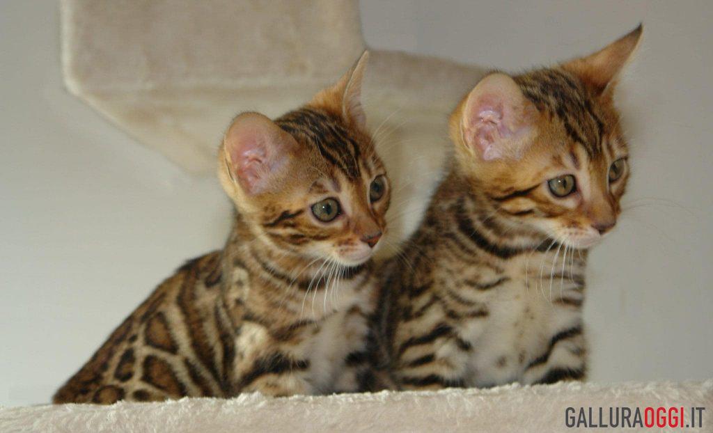 gatto Bengala