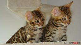 gatto Bengala