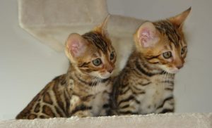 gatto Bengala
