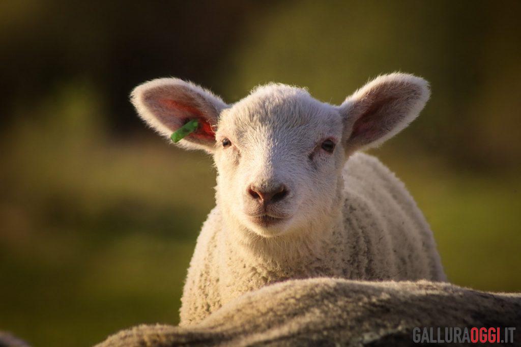 agnello