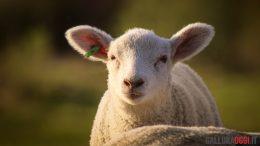 agnello