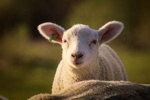 agnello