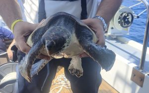 tartatuga Golfo Aranci
