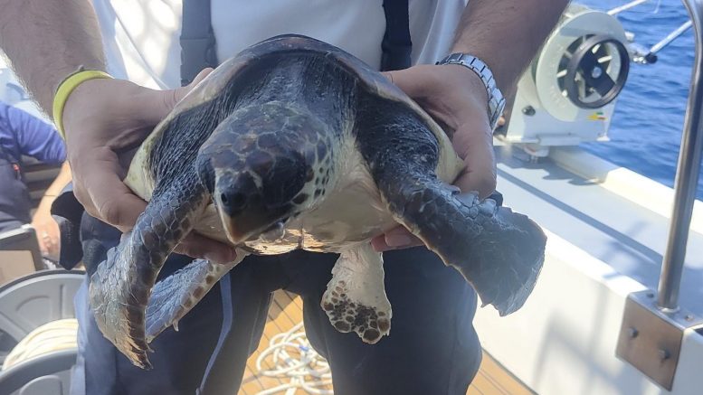 tartatuga Golfo Aranci