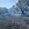 incendio berchidda Violento incendio a San Teodoro, danni ingenti