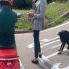 cane Porto Cervo