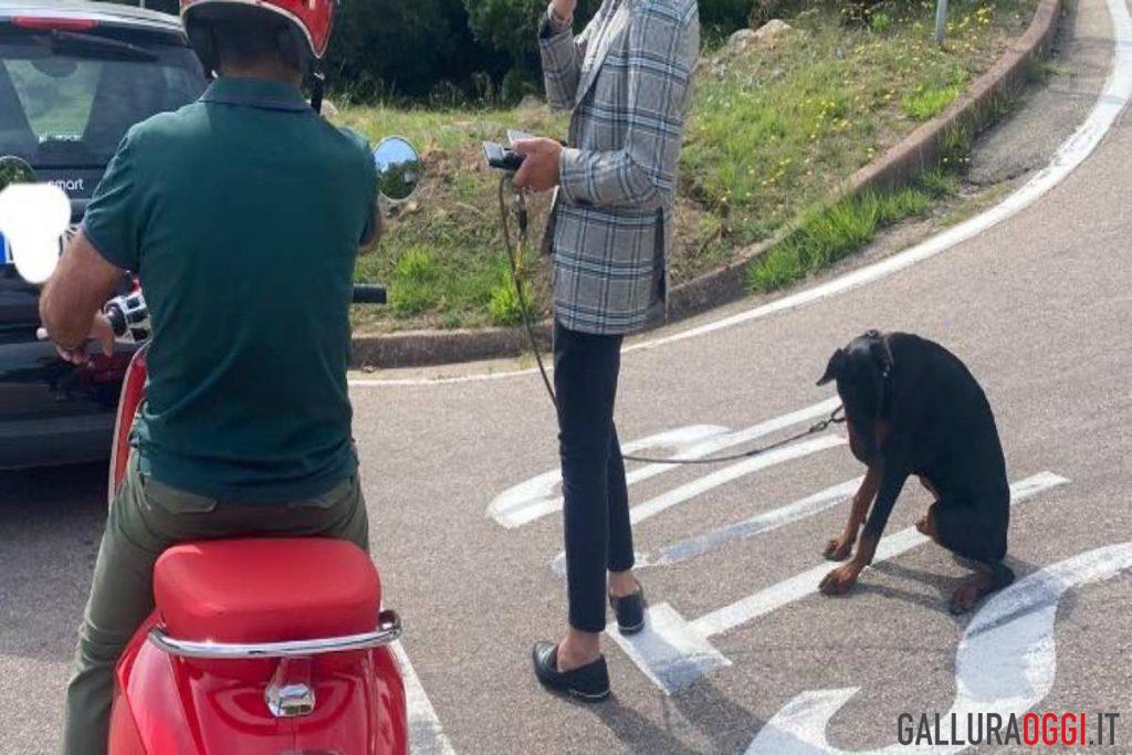 cane Porto Cervo