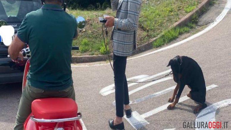 cane Porto Cervo