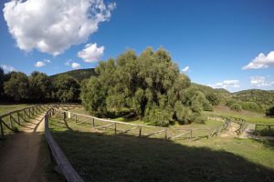 albero di corsa Luras apre le porte al matrimonio all'ombra dell'olivastro secolare