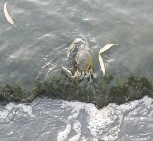 granchio blu olbia zozò