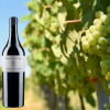 Vermentino Disco Volante