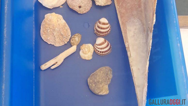 nachera e conchiglie olbia
