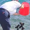ricci Golfo Aranci