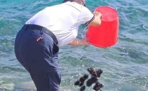 ricci Golfo Aranci