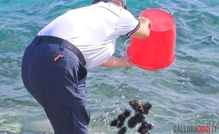 ricci Golfo Aranci