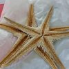 stelle marine Olbia