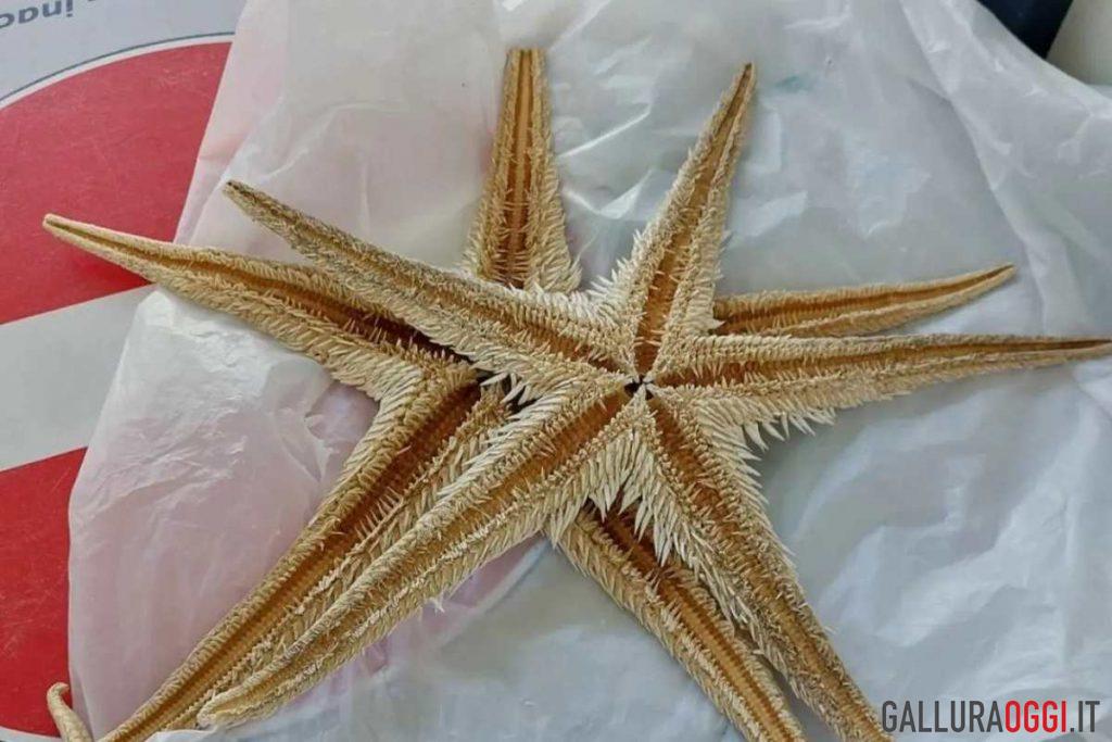 stelle marine Olbia