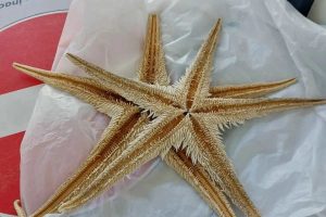 stelle marine Olbia