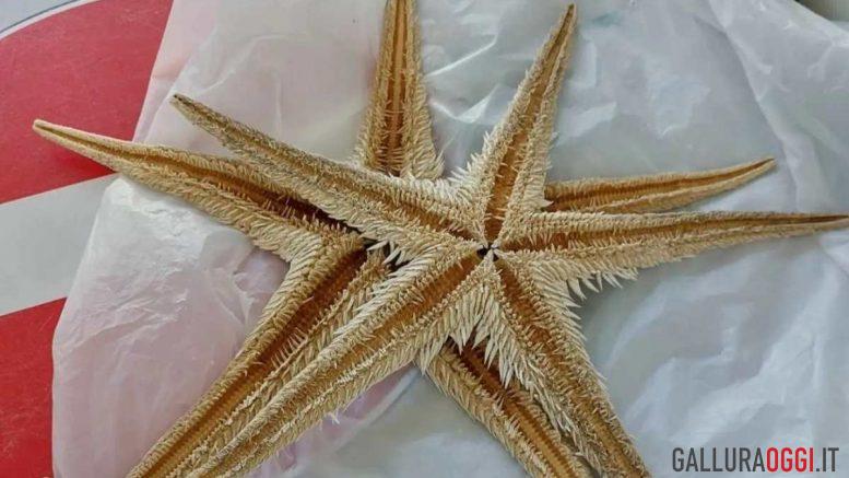 stelle marine Olbia