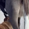 cane mucca latte mammelle sardegna