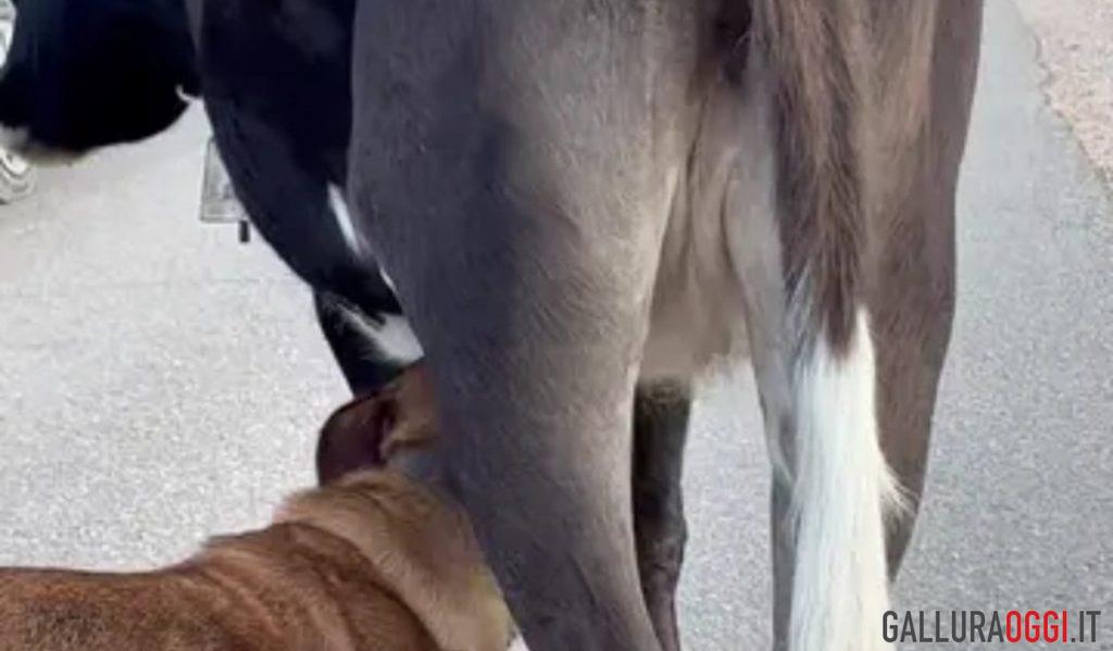cane mucca latte mammelle sardegna