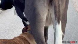 cane mucca latte mammelle sardegna