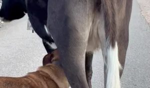 cane mucca latte mammelle sardegna