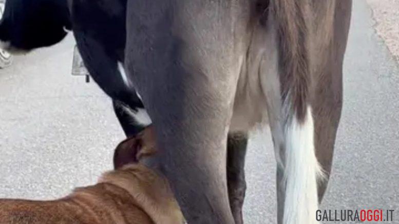 cane mucca latte mammelle sardegna