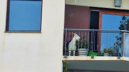 capra Olbia