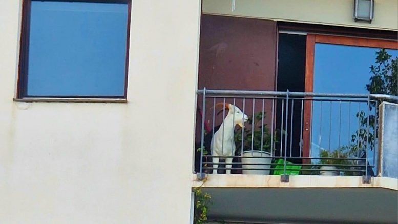 capra Olbia
