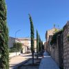 viale cipressi alberi calangianus