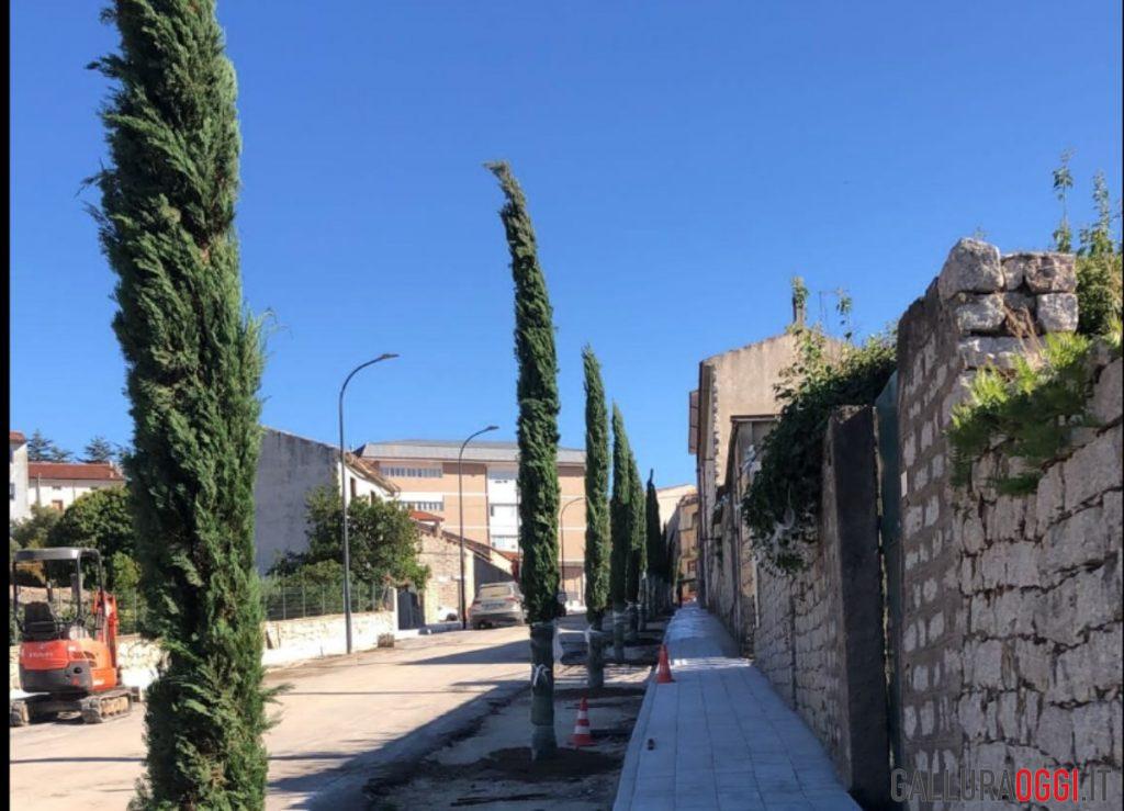 viale cipressi alberi calangianus