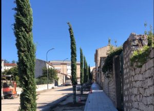 viale cipressi alberi calangianus