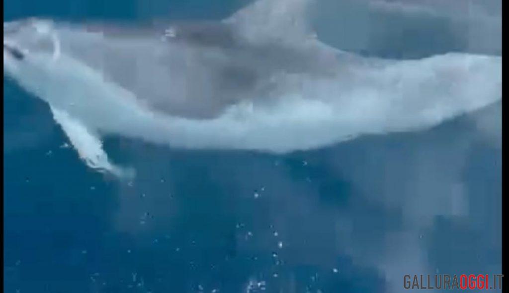 delfini Golfo Aranci