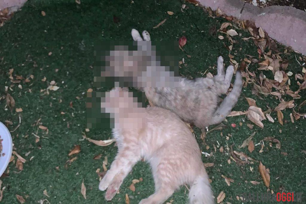 gatti uccisi Tempio