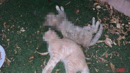 gatti uccisi Tempio