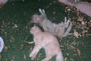 gatti uccisi Tempio