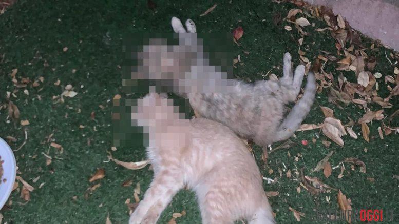 gatti uccisi Tempio
