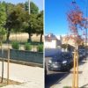 alberi Olbia