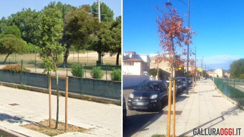 alberi Olbia