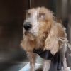 cagnolina Olbia