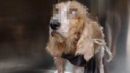 cagnolina Olbia