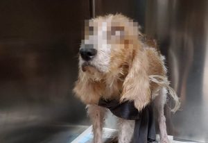 cagnolina Olbia