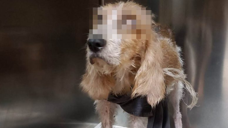 cagnolina Olbia