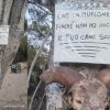 muflone cala moresca golfo aranci