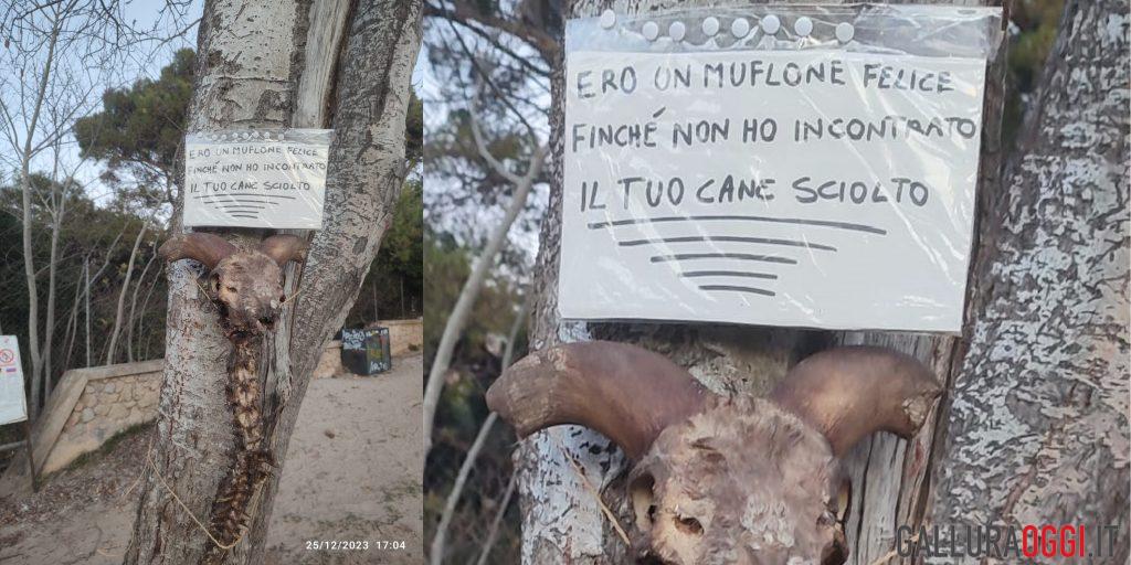 muflone cala moresca golfo aranci