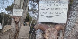 muflone cala moresca golfo aranci