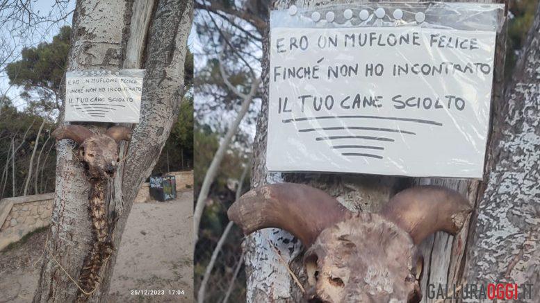 muflone cala moresca golfo aranci