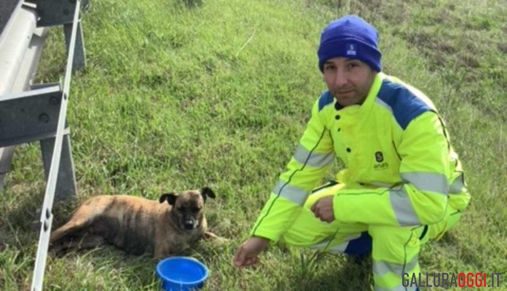 cane Anas